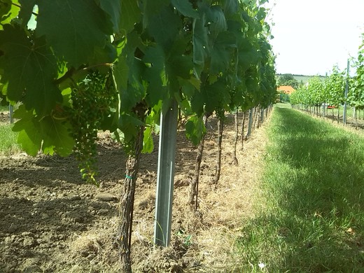 Vinice