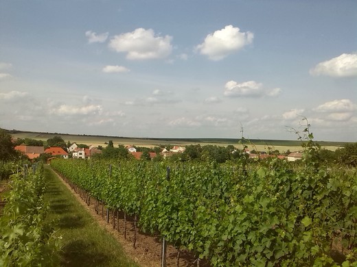 Vinohrad